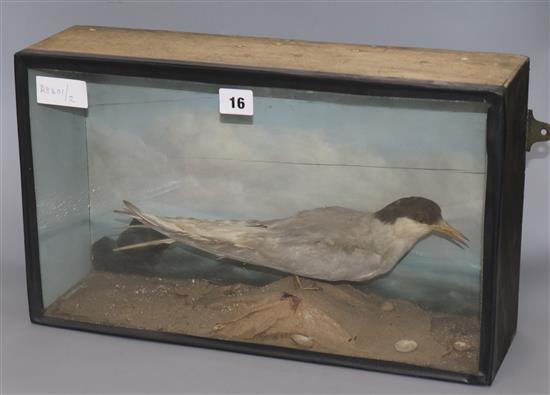 A cased taxidermy, Common Tern Length of case 45cm